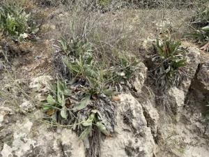 Limonium meyeri plants after flowering period