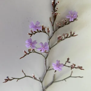 Limonium virgatum flowers