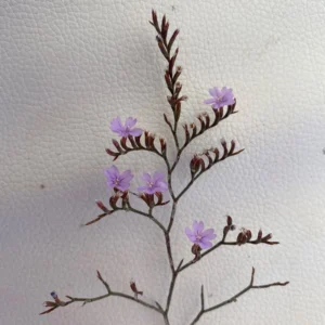 Limonium virgatum inflorescence