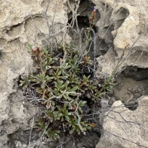 Limonium virgatum rosettes of young plants