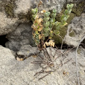 Lotus halophilus fallen siliques