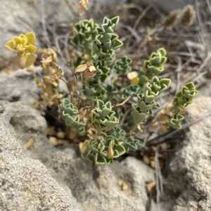 Lotus halophilus plant