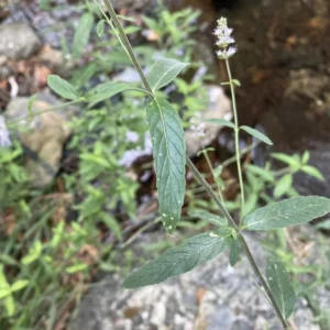 Mentha longifolia subsp. cyprica leaves