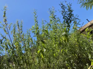 Mentha longifolia subsp. cyprica tall plants