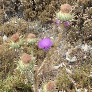 Onopordum bracteatum flower heads