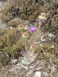 Onopordum bracteatum plant