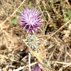 Onopordum cyprium florets