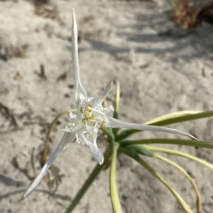 Pancratium maritimum