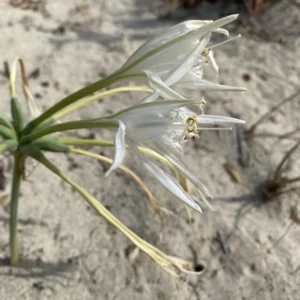 Pancratium maritimum