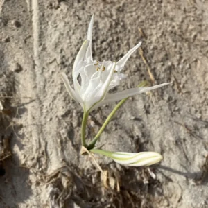 Pancratium maritimum