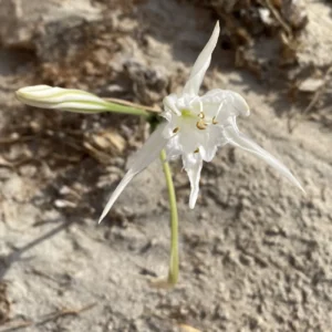 Pancratium maritimum