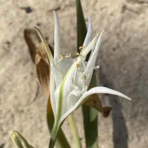 Pancratium maritimum