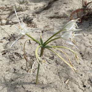 Pancratium maritimum at Nissi Beach in July