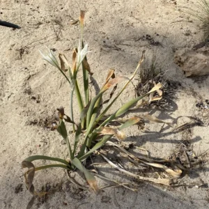 Pancratium maritimum plant