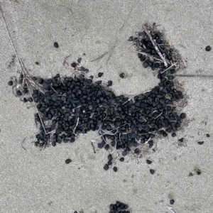 Pancratium maritimum - seeds on the sand