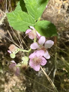 Rubus discolor size of leaf vs flower