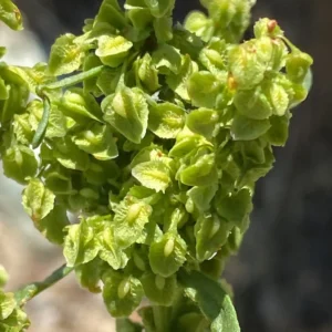 Rumex cristatus valves