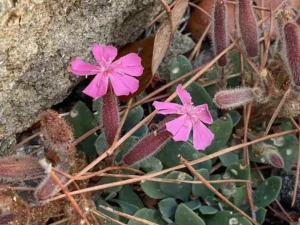 Saponaria Cypria