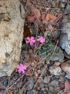 Saponaria Cypria habitat