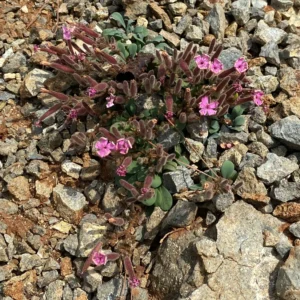 Saponaria cypria habitat