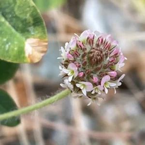 Trifolium fragiferum subsp. fragiferum