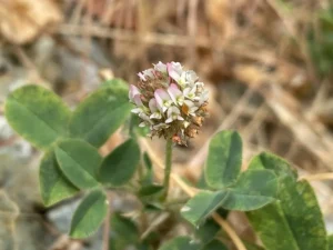 Trifolium fragiferum subsp. fragiferum