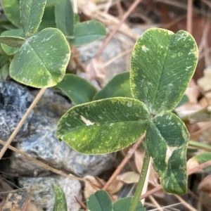 Trifolium fragiferum subsp. fragiferum leaf