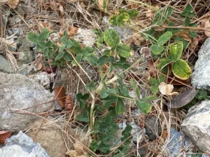 Trifolium fragiferum subsp. fragiferum small flower head