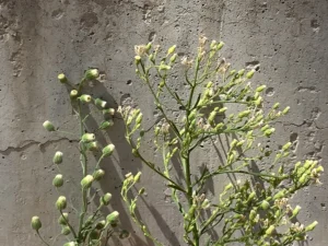 Erigeron bonariensis versus Erigeron canadensis