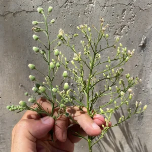 Erigeron bonariensis vs E. canadensis