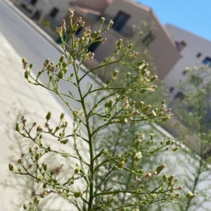 Erigeron canadensis inflorescence