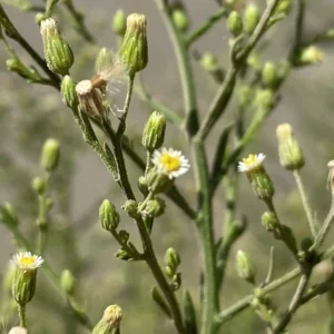 Erigeron canadensis