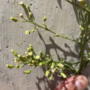 Erigeron canadensis leaves