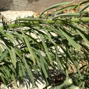 Erigeron canadensis leaves