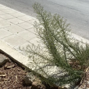 Erigeron canadensis plants