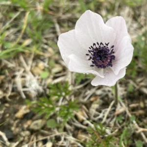 Anemone coronaria white