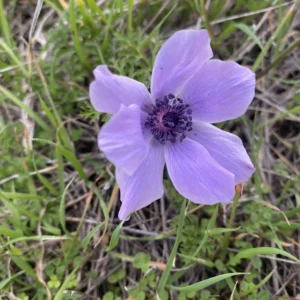 Anemone coronaria blue
