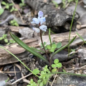 Hyacinthella millingenii near endemic plant of Cyprus