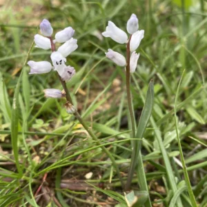 Hyacinthella millingenii white blue