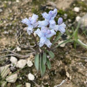 Hyacinthella millingenii