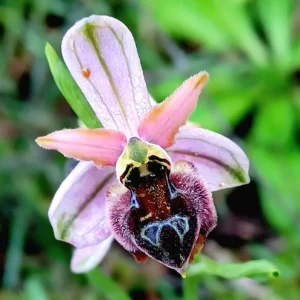 Ophrys argolica subspecies elegans