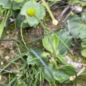 Ranunculus cytheraeus flower head