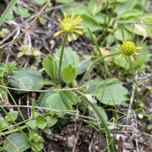 Ranunculus cytheraeus flower heads