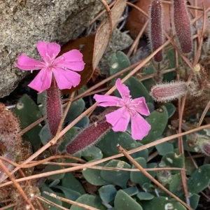 saponaria cypria endangered