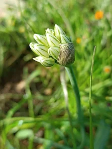 Allium orientale