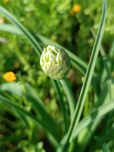 Allium orientale