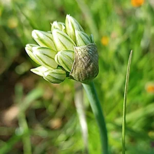 Allium orientale