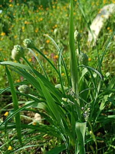 Allium orientale The plant