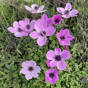 Anemone coronaria pink shades