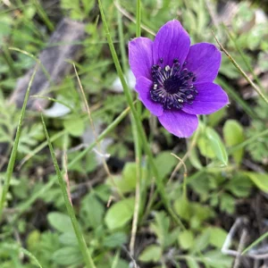 Anemone coronaria purple